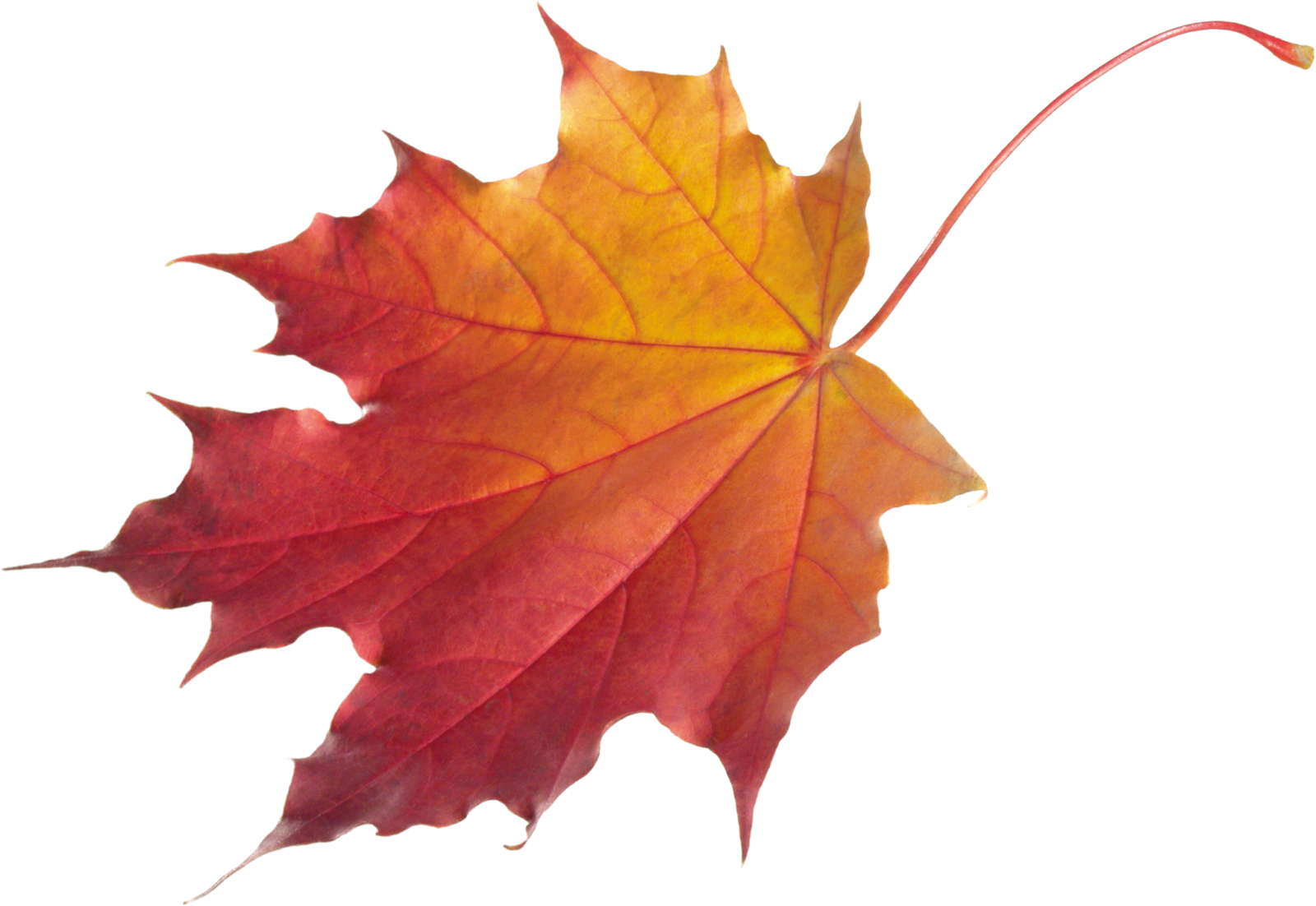 Leaf Decoration